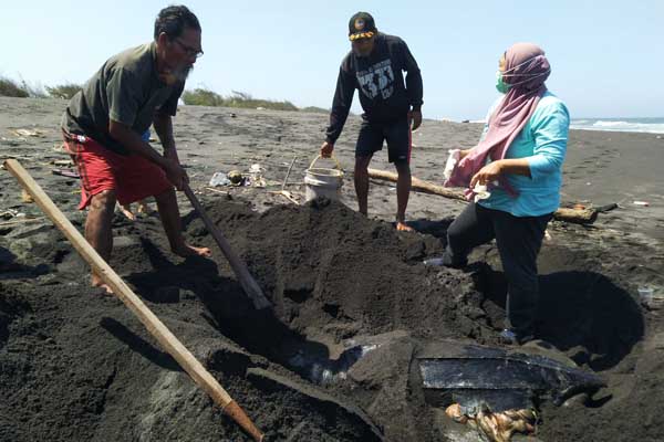 Penyu Sepanjang 2 Meter Ditemukan Membusuk di Pantai Imorenggo