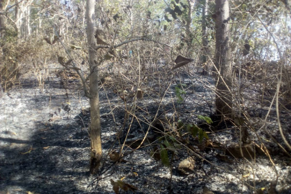 1 Hektare Lahan Dekat Suaka Margasatwa Sermo Terbakar