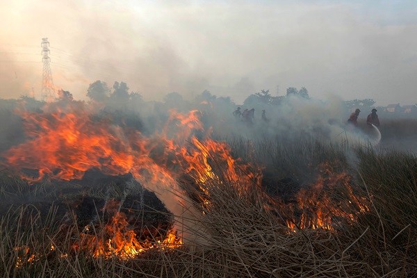 Petugas Damkar Hutan dan Lahan Gugur Tertimpa Pohon Saat Padamkan Api