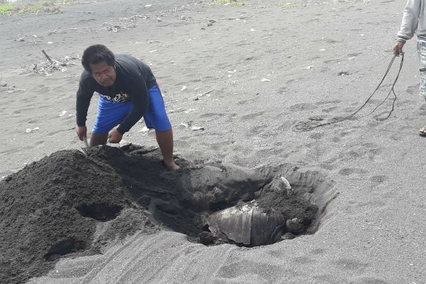 Penyu Hijau Ditemukan Mati di Pesisir Kulonprogo