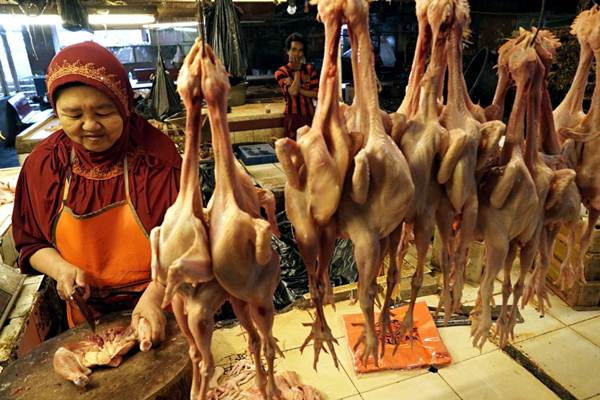 Harga Ayam Kembali Anjlok di Bawah Harga Pokok Produksi