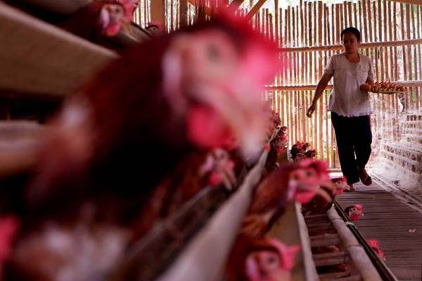 Wanita Australia Ini Tewas Dipatuk Ayam