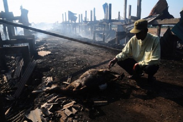 Kandang Komunal Terbakar, Ratusan Kambing Mati Terpanggang