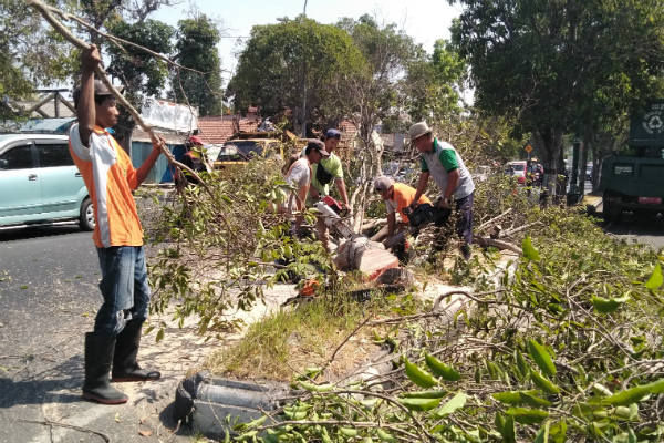Demi Perbaikan Jalan, Ratusan Pohon di Jalan Jenderal Sudirman Bantul Ditebang Habis
