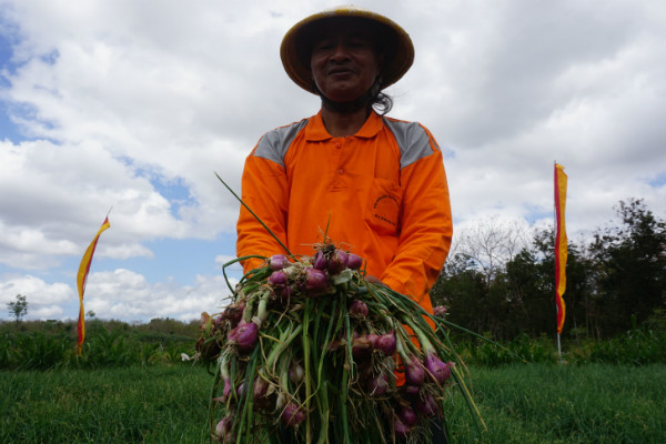 Petani Pesisir Sukses Kembangkan Bawang Merah Biji