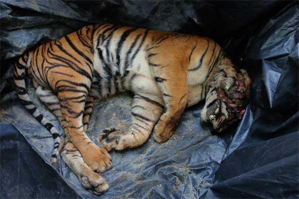 Kena Penyakit, Separuh Harimau asal Kuil di Thailand Mati 