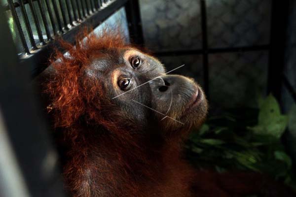 Karhutla di Kalteng, Orangutan 'Ngungsi' ke Kebun Warga