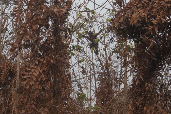 Akibat Karhutla, Habitat Orangutan Terancam