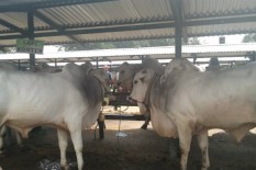 Kulonprogo Impor Bibit Sapi dari Kebumen