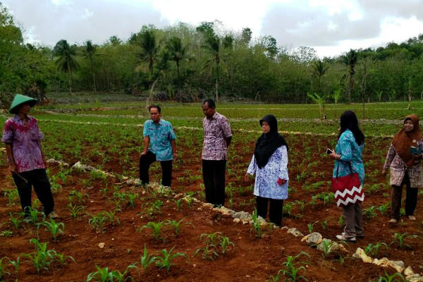 DPP Gunungkidul Siapkan 51.312 Hektare  Lahan Pertanian Pangan Berkelanjutan