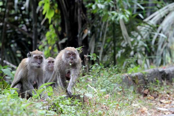 Kelaparan, Kawanan Monyet di Kulonprogo Turun Gunung Masuk ke Dapur Warga Cari Makan