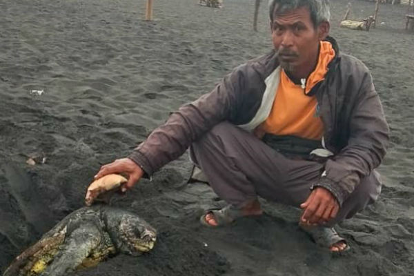  Penyu Sepanjang 1 Meter Ditemukan Mati di Pesisir Pantai Kulonprogo