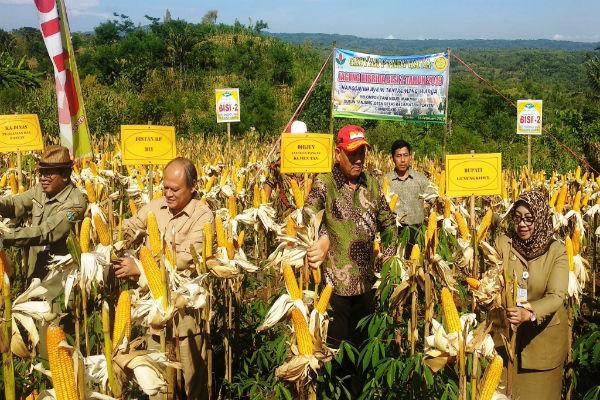 Hortikultura Cocok Ditanam saat Kemarau