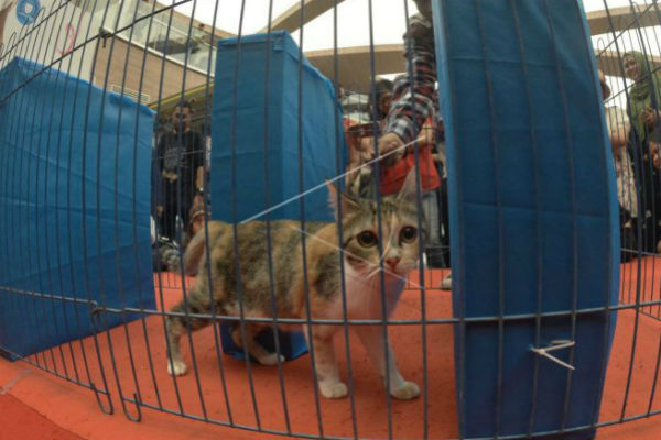 Kebenaran Kucing Dicekoki Miras Dipertanyakan, Begini Komentar Relawan Penyelamat Satwa