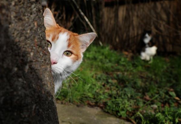 Bunuh Kucing dengan Mesin Pengering, Pria Ini Dihukum 34 Bulan Penjara