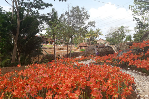 Hujan Tak Kunjung Turun, Bunga Amarilis di Patuk Telat Mekar 