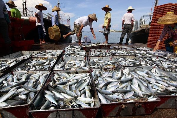 OPINI: Memajukan Perikanan Indonesia