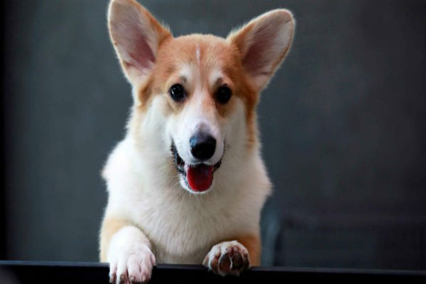 Hebat, Anjing di AS Bisa Deteksi Kanker Ovarium Majikannya