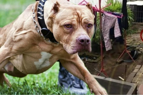Bocah 8 Tahun Digigit Anjing Pitbull di Bagian Wajah dan Kepala