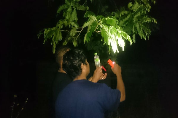 Berburu dan Menikmati Puthul saat Senja Hari