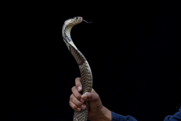 Anak Ular Kobra Paksa Keluarga di Gunungkidul Mengungsi karena Habitatnya Terganggu