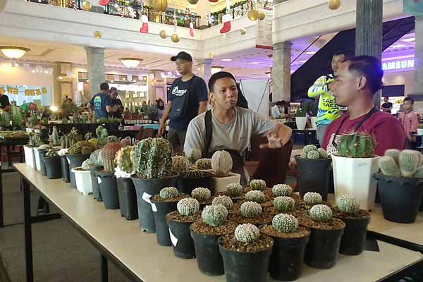 Sleman City Hall Gelar Indonesian Cactus and Succulent Festival 2019