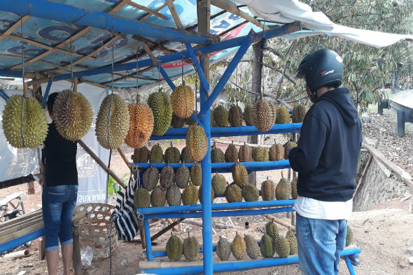 Panen Durian di Gunungkidul Diprediksi Mundur