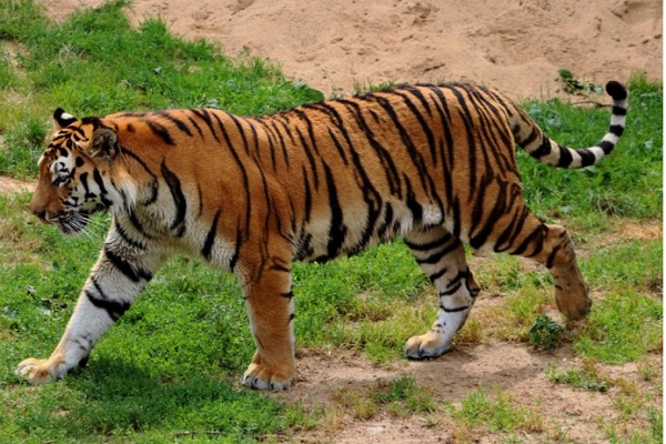 Disaksikan Istrinya, Petani Kopi Tewas Diterkam Harimau
