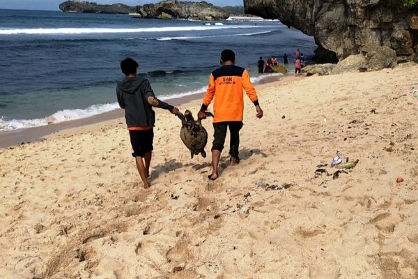 Bangkai Penyu Ditemukan di Pantai Somandeng