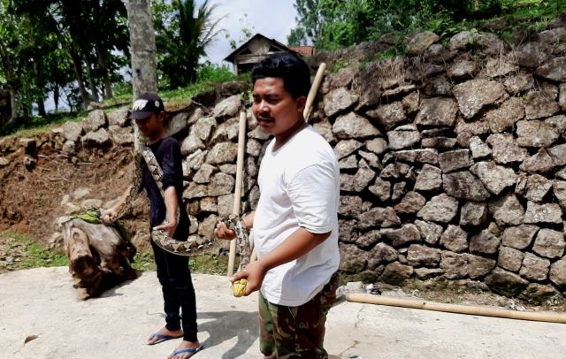Sebulan, Warga Desa Pilangrejo Gunungkidul Tangkap Lima Ular Piton
