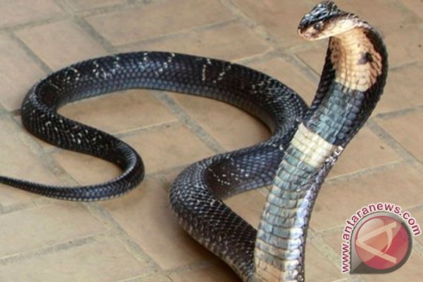 Setelah Ditemukan di Dalam Tas Ransel, Kini Ular Kobra Nyelempit di Karpet Musala