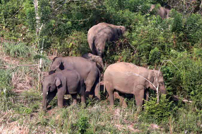 Miris, 2 Gajah Mati Tersengat Listrik & Tinggal Tulang Belulang