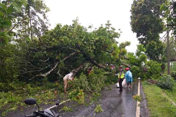 Pohon Tumbang di Kalitekuk Gunungkidul Menimpa Mobil Wisatawan yang sedang Melintas