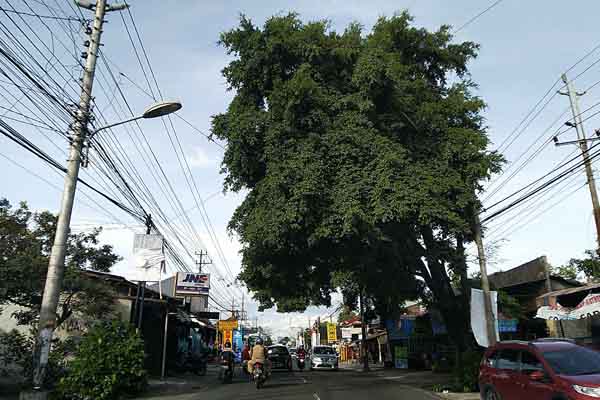 Bikin Khawatir, Pohon Beringin di Jakal Km. 8 Ini Akan Dipangkas