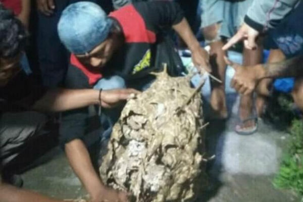Tragis, Seorang Kakek di Klaten Meninggal Usai Dikeroyok Tawon Endhas