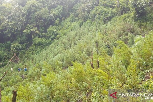 Ladang Ganja 5 Hektare Ditemukan di Sumatra Utara