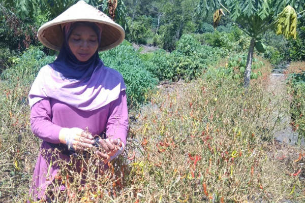 30 Hektare Cabai Lahan Pasir Bantul Terserang Patek, Ini Kata Pemkab Bantul