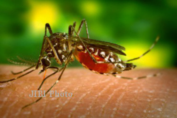 Januari-April Puncak Serangan Demam Berdarah Dengue