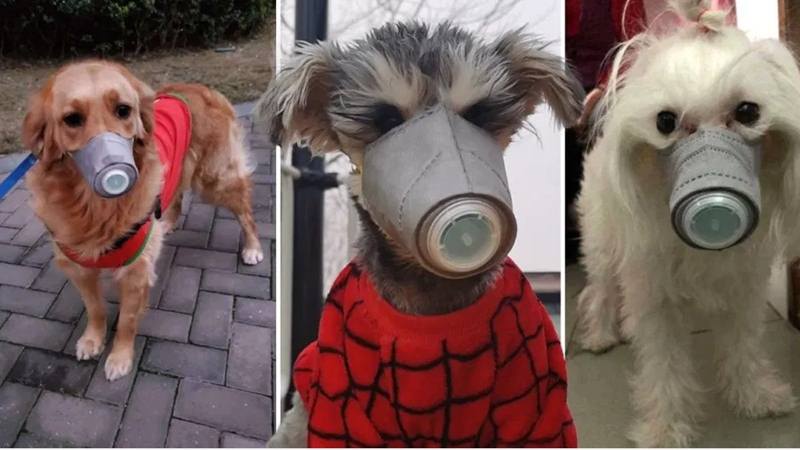 Tak Hanya Manusia, Anjing di China Juga Pakai Masker Cegah Penularan Corona