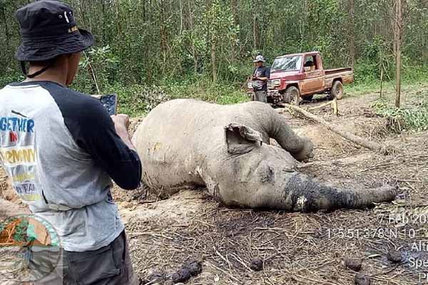 Gajah Berusia 40 Tahun Ditemukan Mati di Riau, Begini Kondisinya