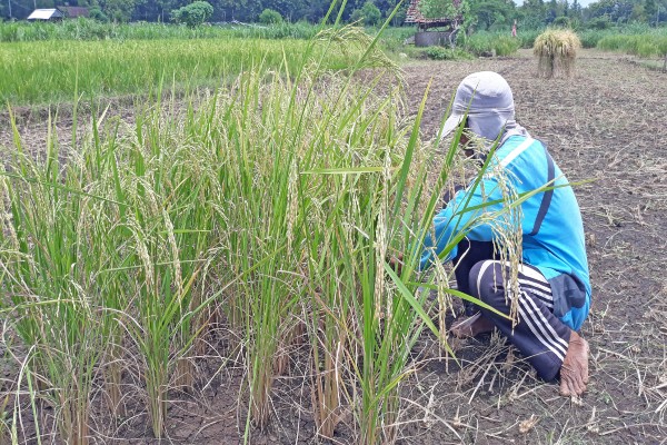 Petani di Karangrejek Mulai Panen Padi Umur Pendek 