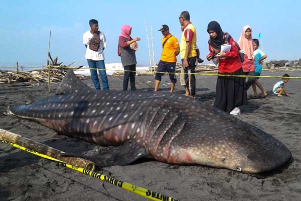 Penyebab Kematian Hius Paus Ditemukan, Bangkai Segera Dikubur