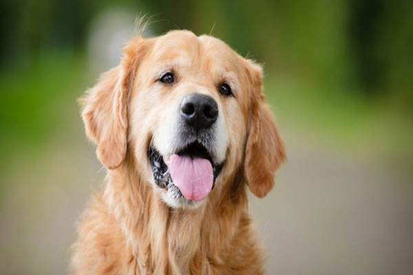 Sekolah Kedokteran Hewan Ini Latih Anjing untuk Bisa Deteksi Aroma Virus Corona pada Manusia