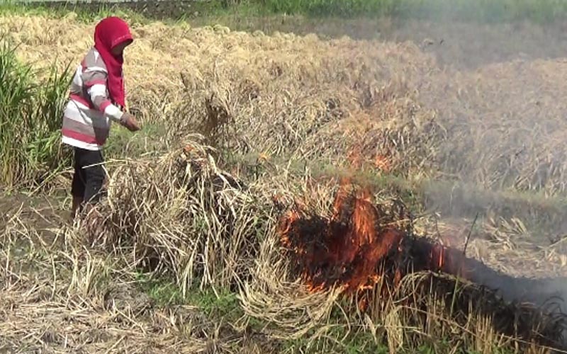 Petani di Galur Bakar Tanaman Padi karena Diserang Wereng