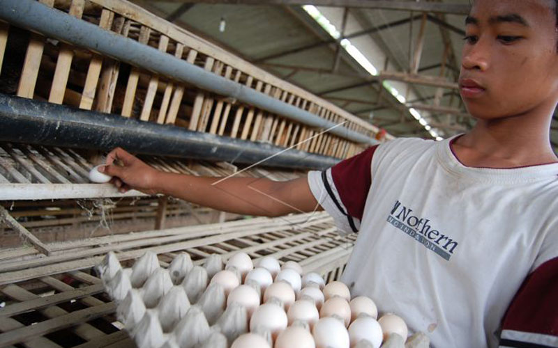 Telur Ayam Joper Hasil Budidaya KWT Kulonprogo Mulai Dipasok ke E-Warong