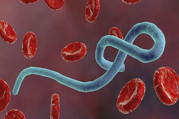 Ebola Kembali Mewabah di Kongo & Tewaskan 4 Orang 