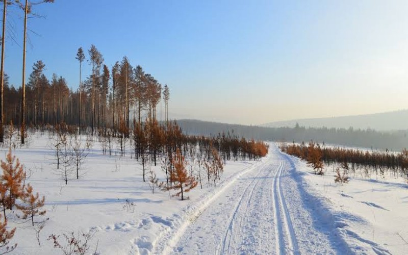 Rekor, Suhu Siberia Capai 100 Derajat Fahrenheit