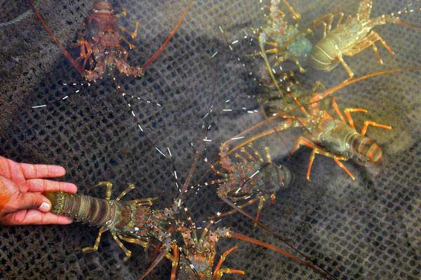 Kebijakan Pembukaan Ekspor Benih Lobster Dinilai Hanya Untung Jangka Pendek