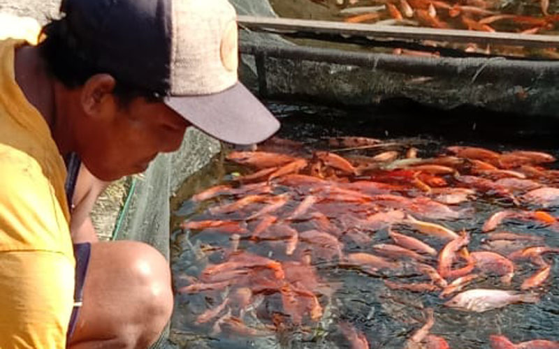 Penjualan Ikan Budi Daya Air Tawar di Bantul Masih Lesu