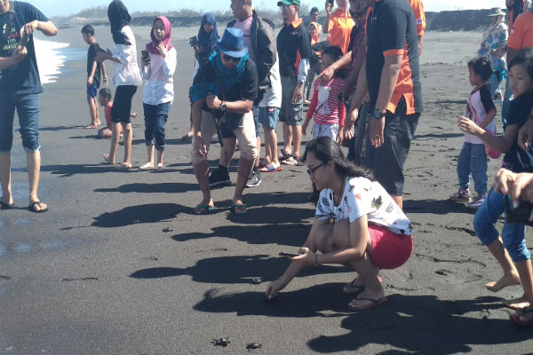 Ratusan Tukik Dilepasliarkan di Pantai Goa Cemara